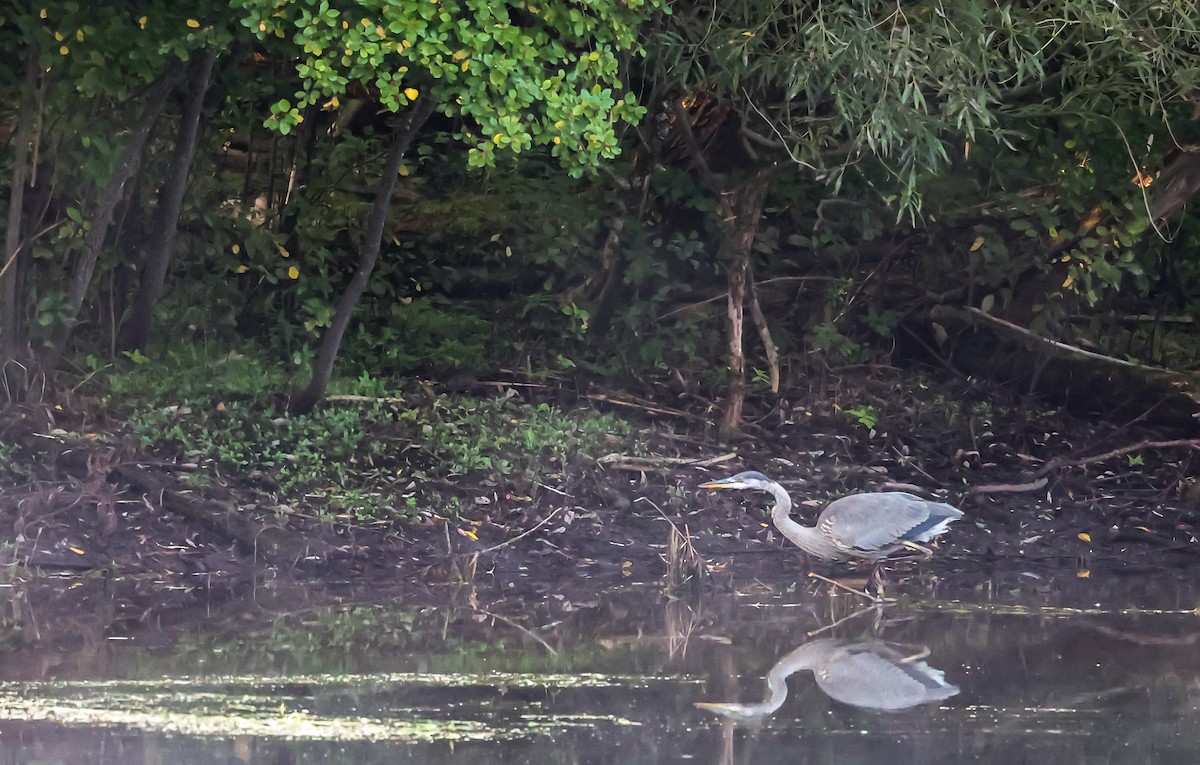 Great Blue Heron - ML608531038