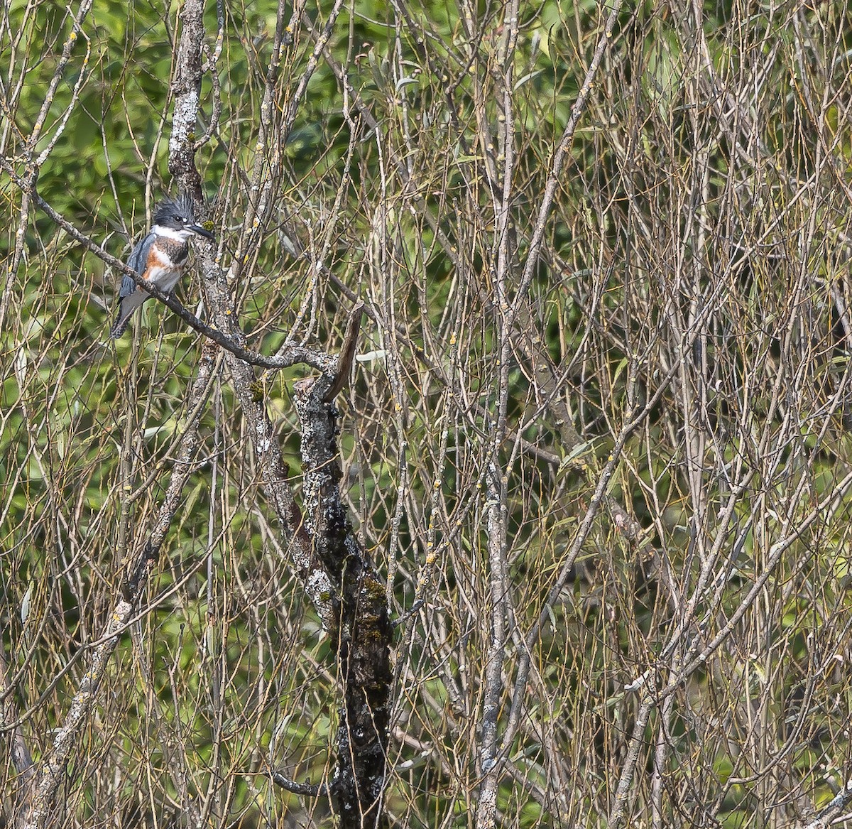 Belted Kingfisher - ML608531050
