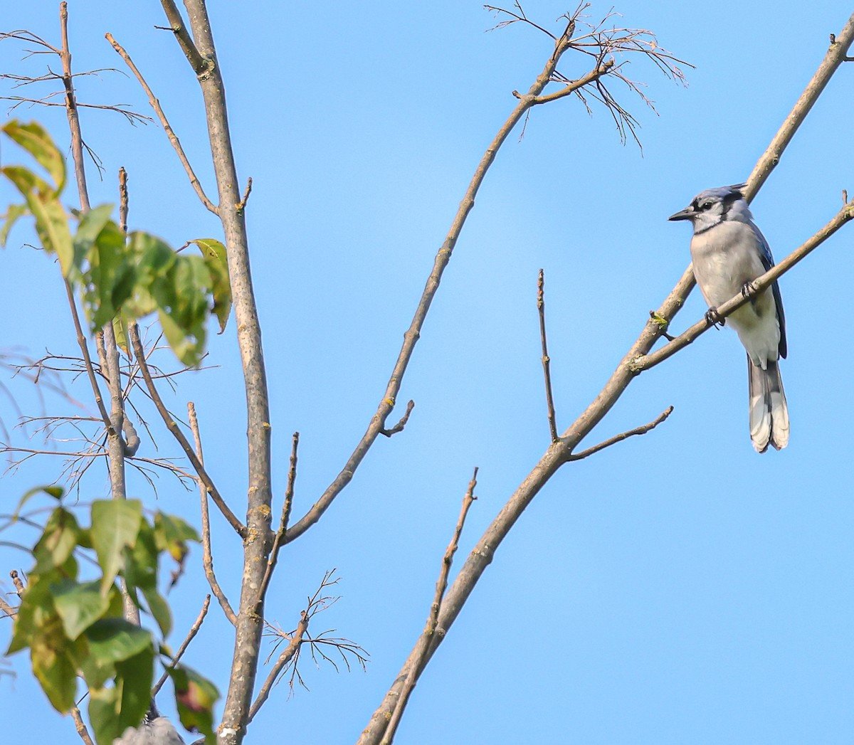 Blue Jay - ML608531072