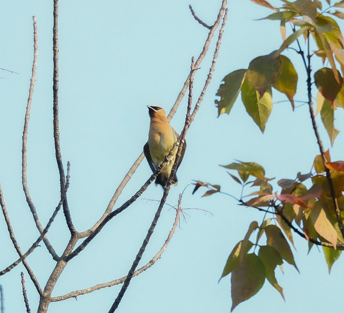 Cedar Waxwing - ML608531112