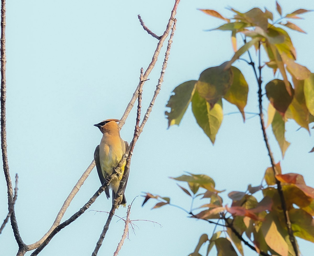 Cedar Waxwing - ML608531113