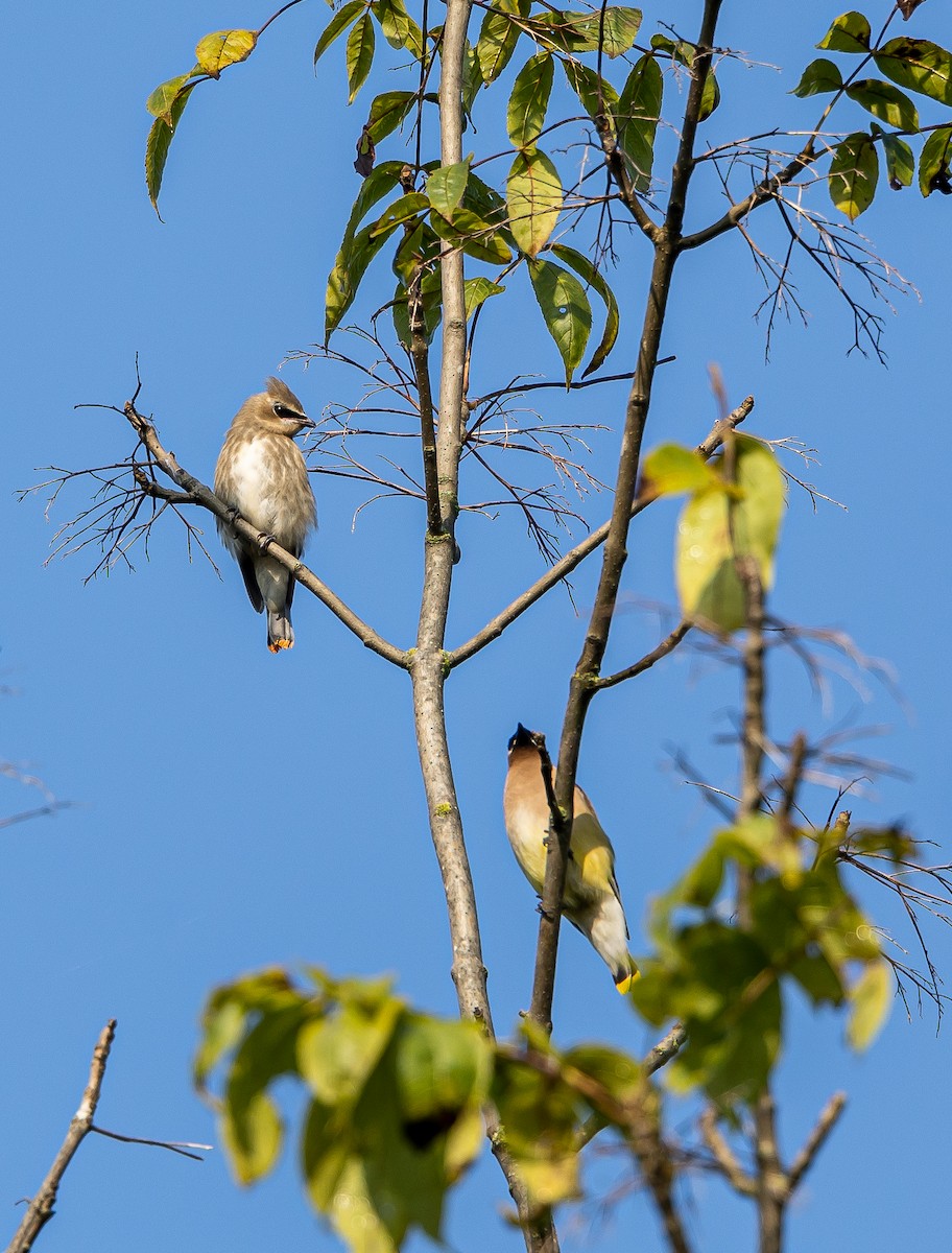 Cedar Waxwing - ML608531114