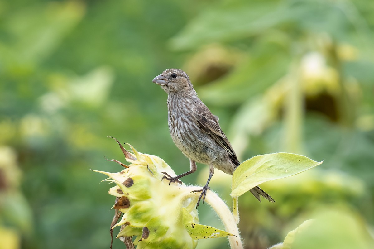 House Finch - ML608531196