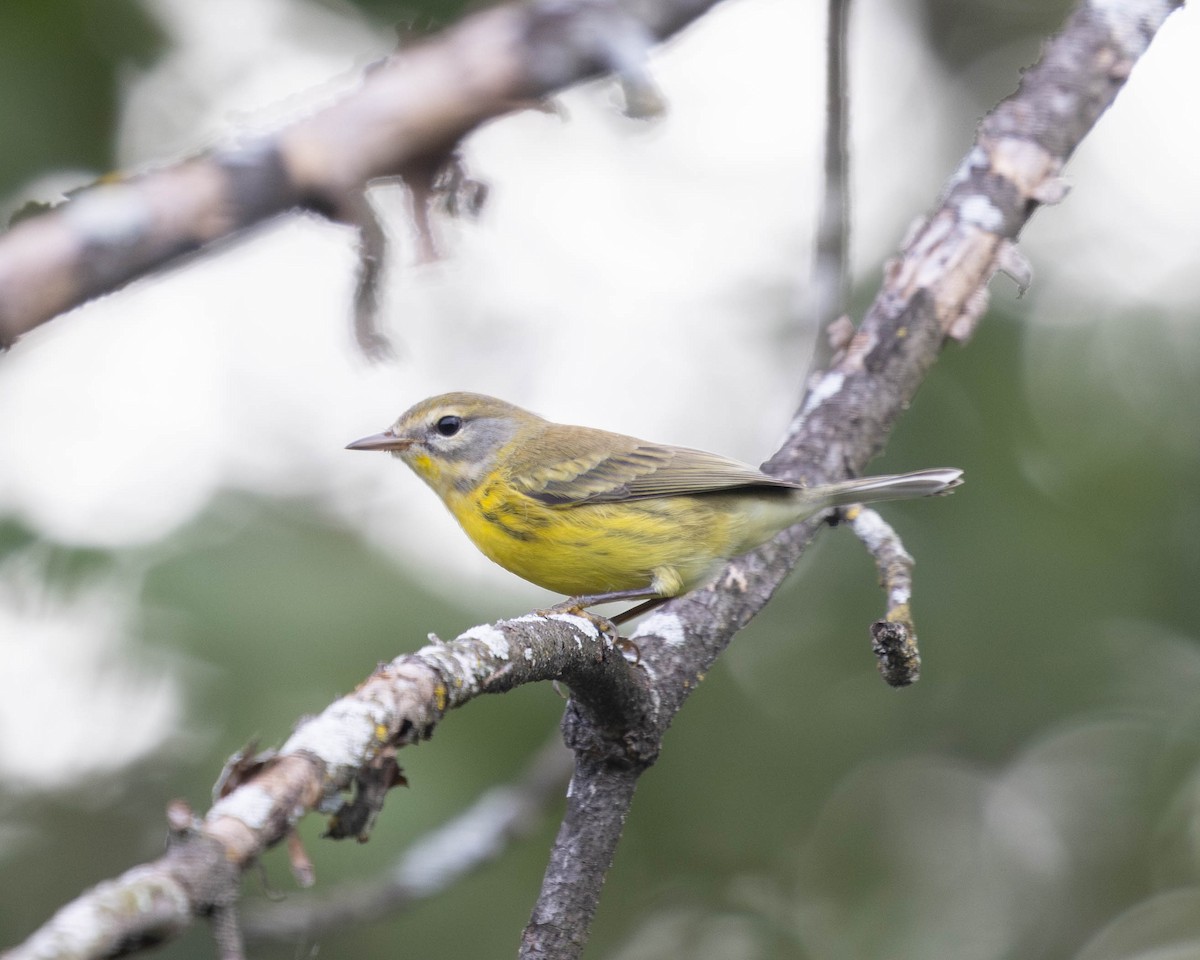 Prairie Warbler - Austin Johnson