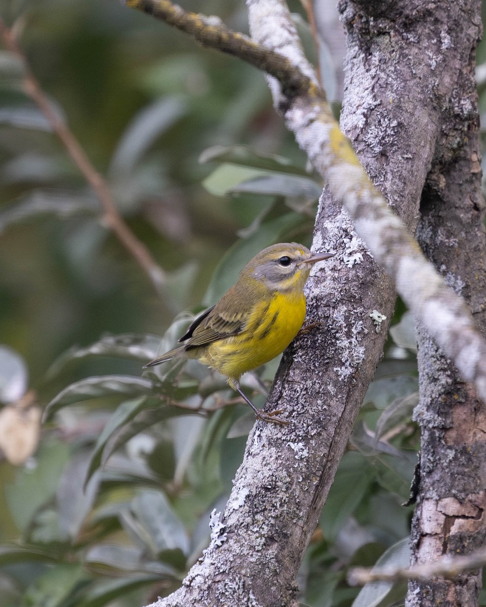 Prairie Warbler - Austin Johnson