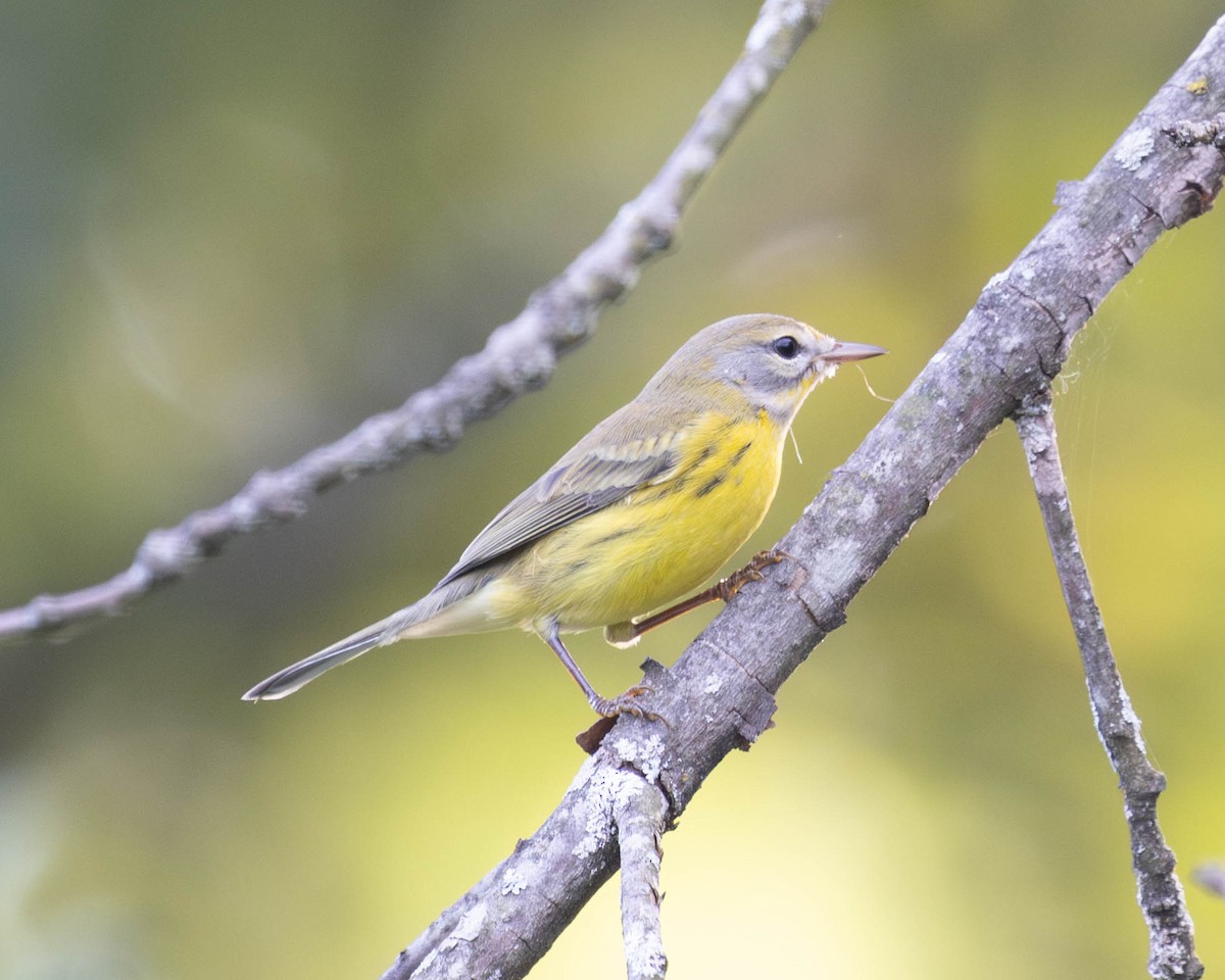 Prairie Warbler - Austin Johnson