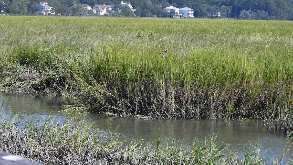 Clapper Rail - ML608531213