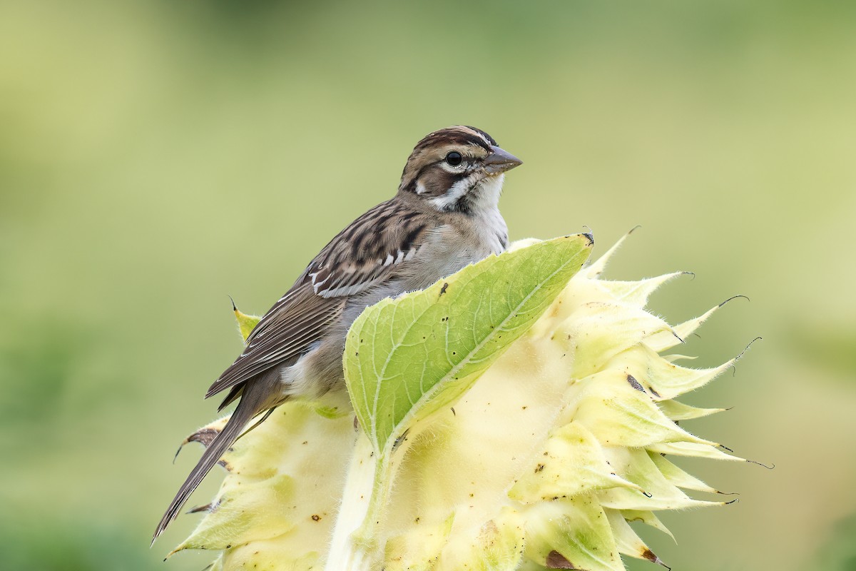Lark Sparrow - ML608531249