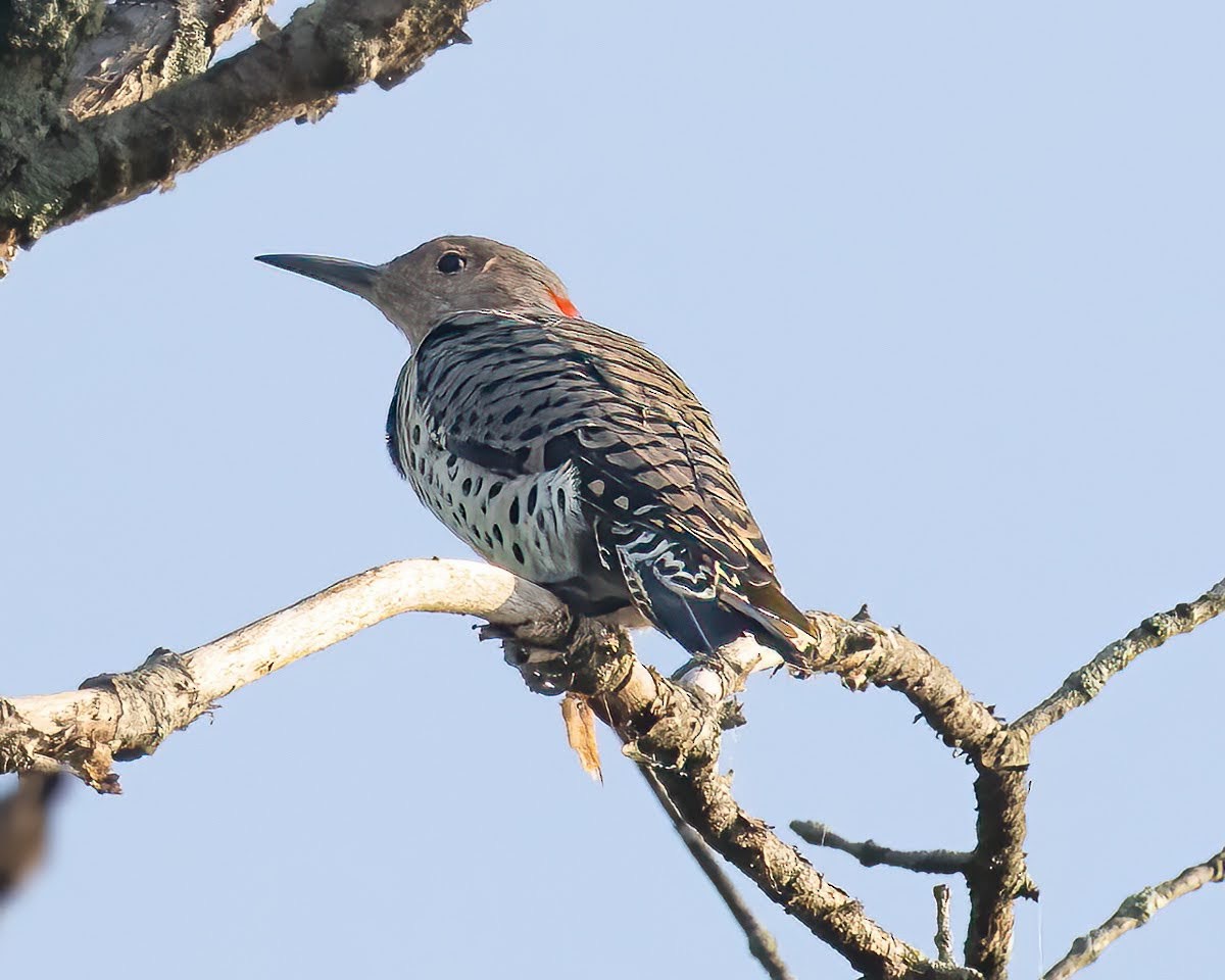 Northern Flicker - ML608531274