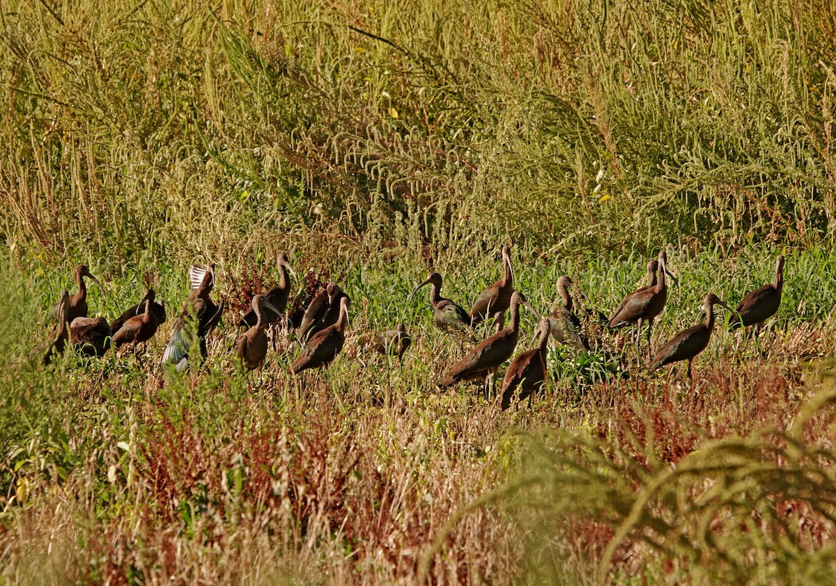 White-faced Ibis - Diane Drobka