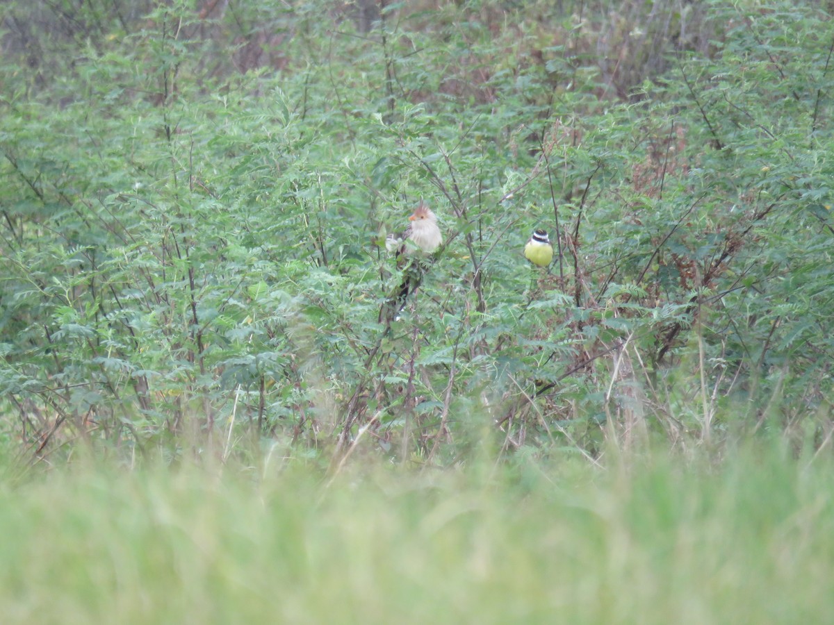 Guira Cuckoo - ML608531335