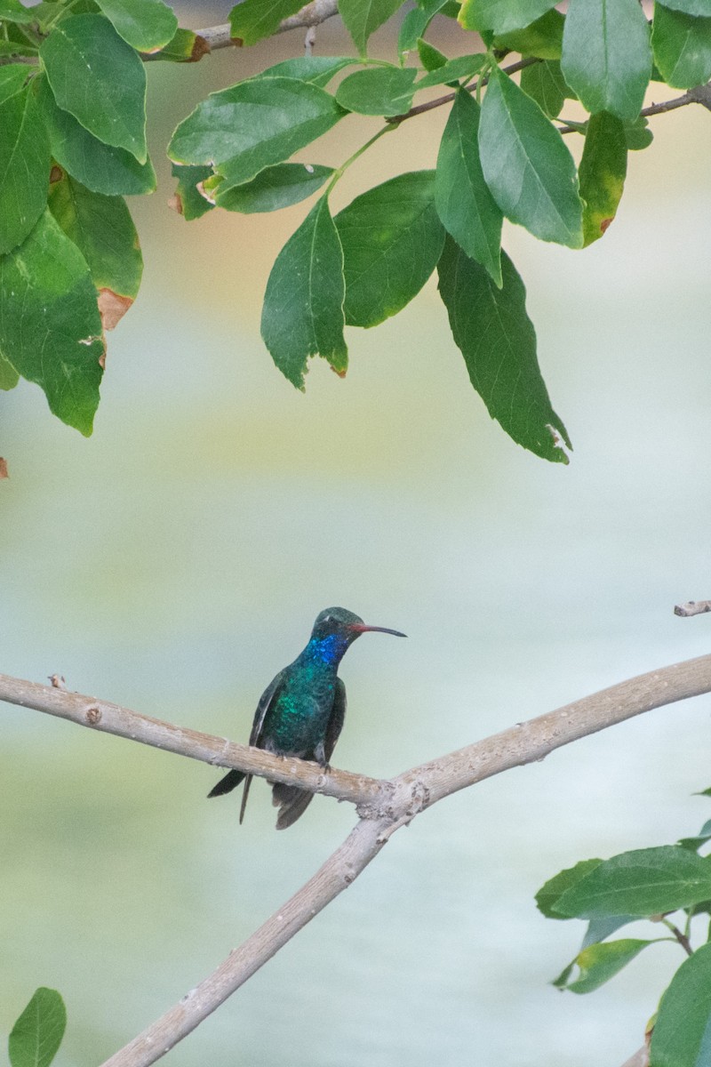 Broad-billed Hummingbird - ML608531355