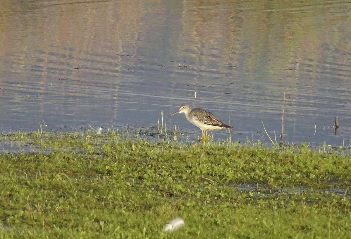 Greater Yellowlegs - ML608531359