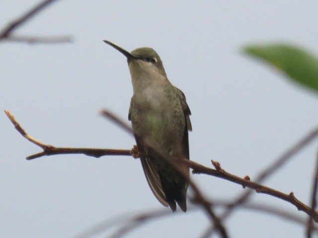 Blue-tufted Starthroat - ML608531361