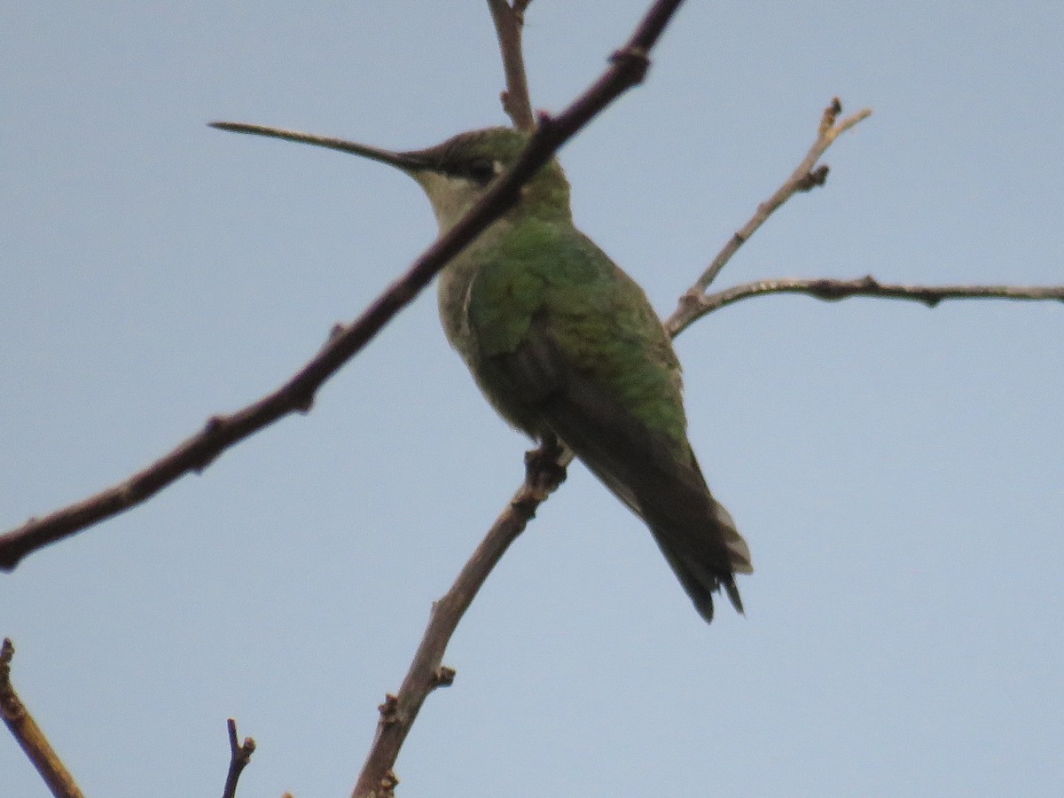 Colibrí de Barbijo - ML608531362