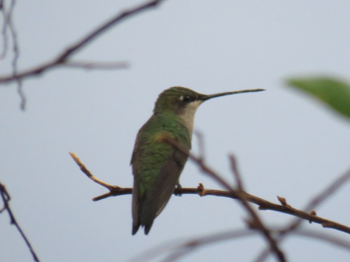 Blue-tufted Starthroat - ML608531364