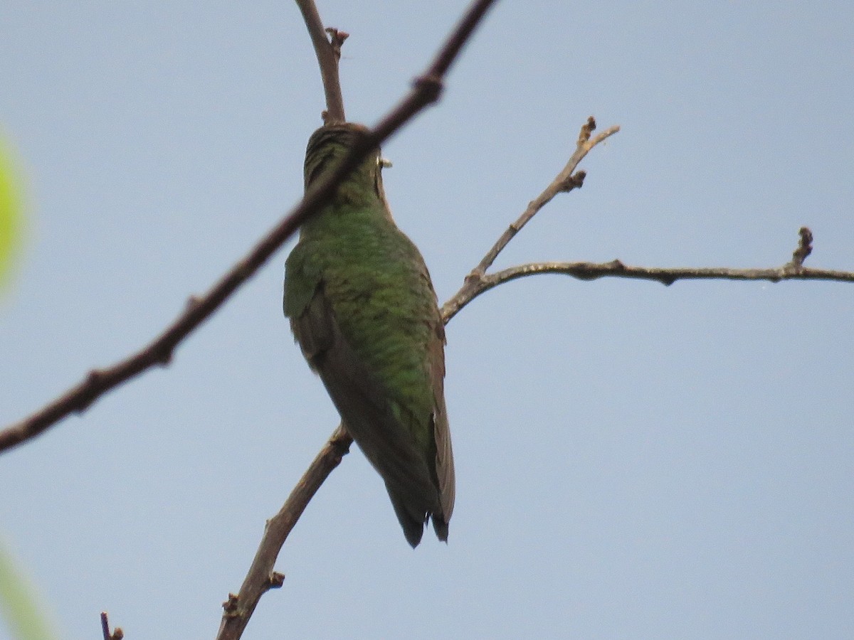 Colibrí de Barbijo - ML608531365