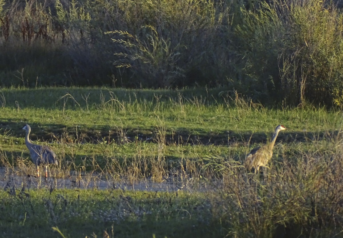 Sandhill Crane - ML608531385