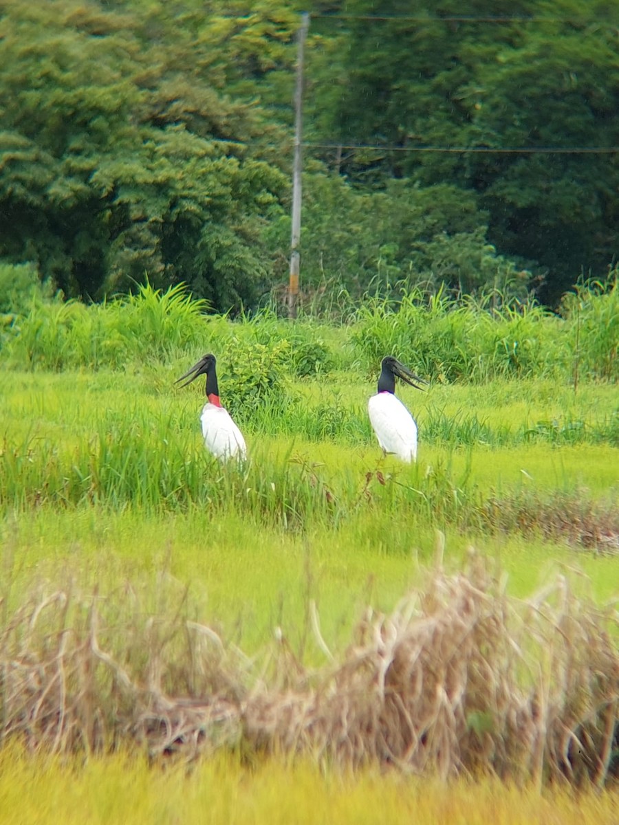Jabiru - ML608531423