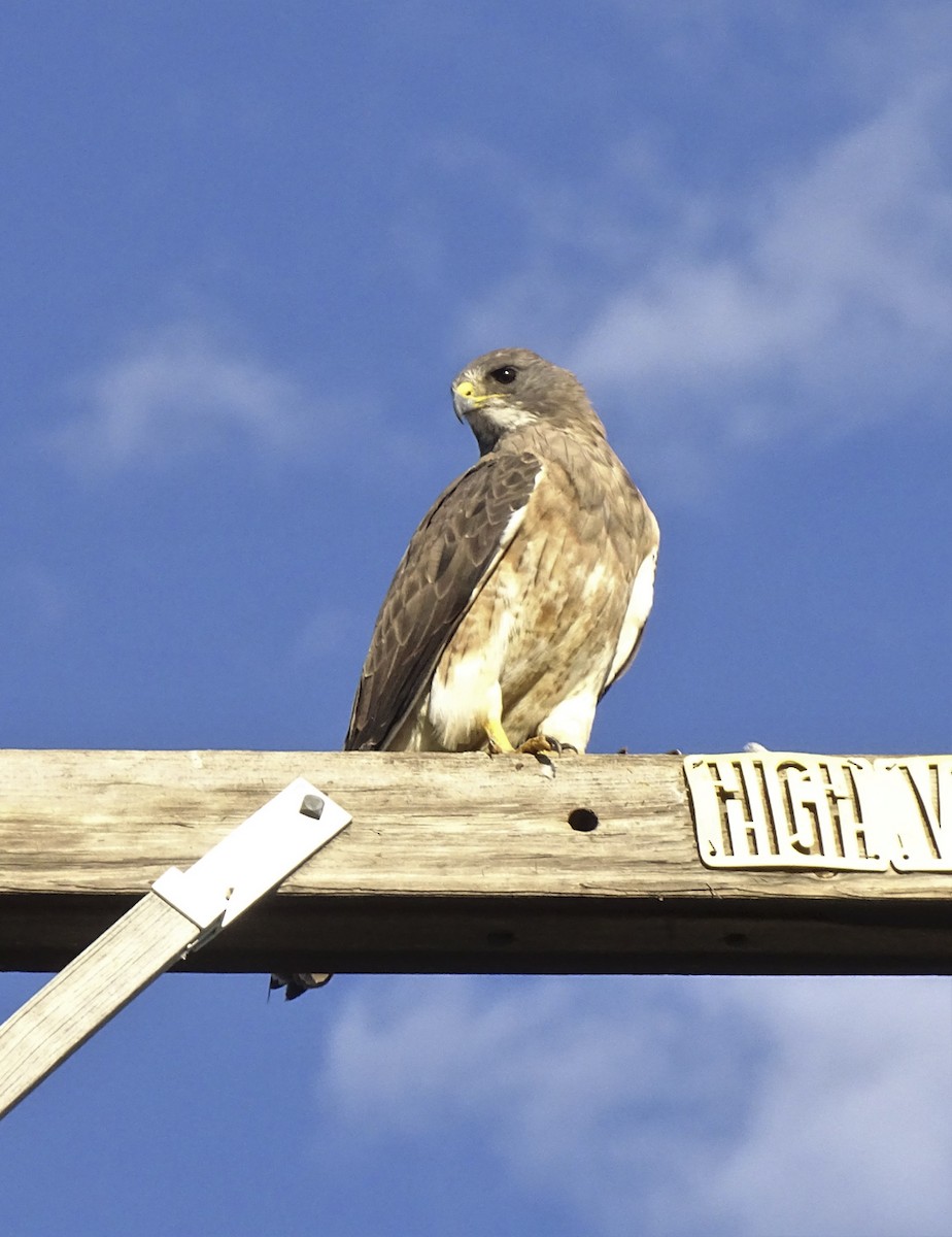 Swainson's Hawk - ML608531461