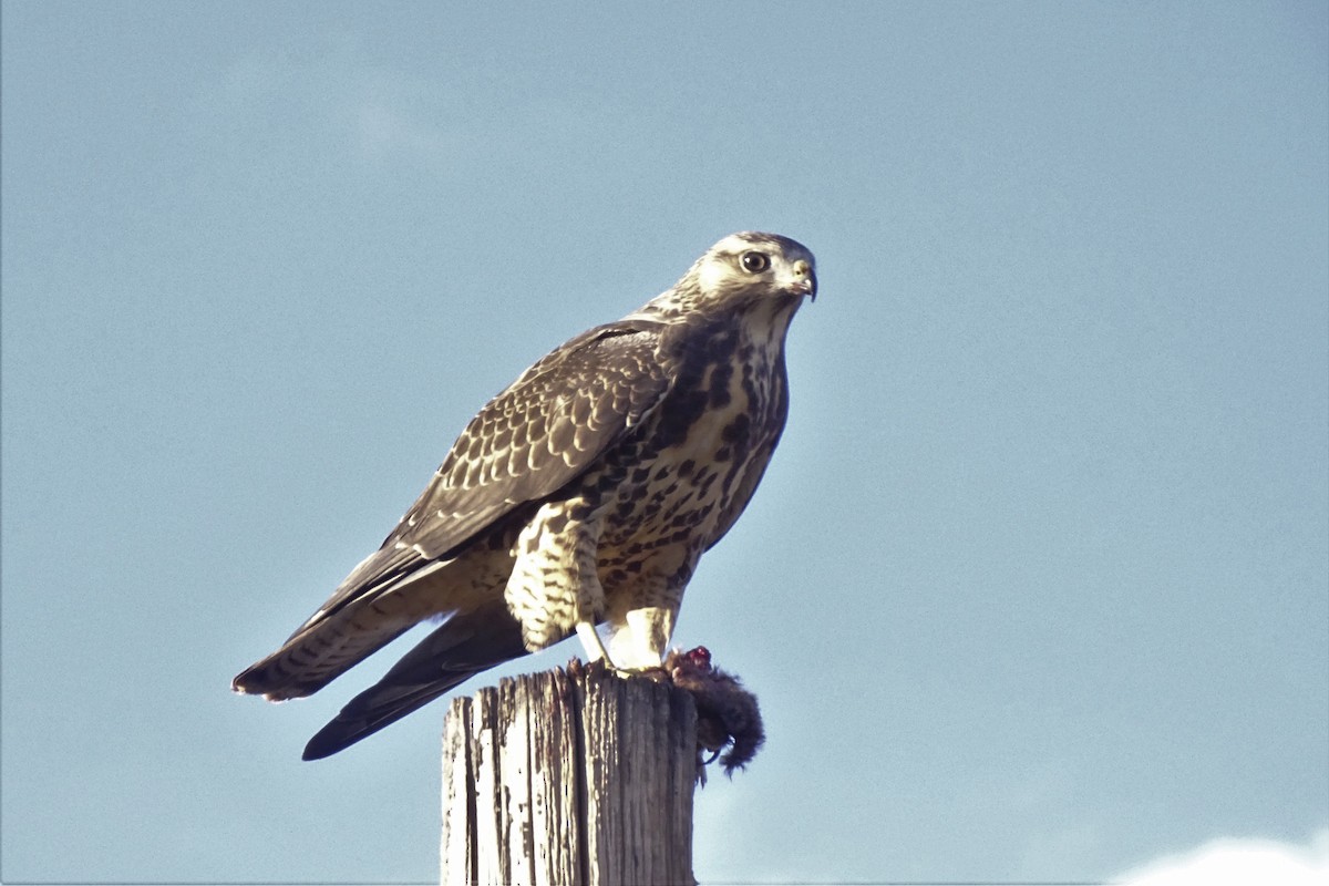 Swainson's Hawk - ML608531464