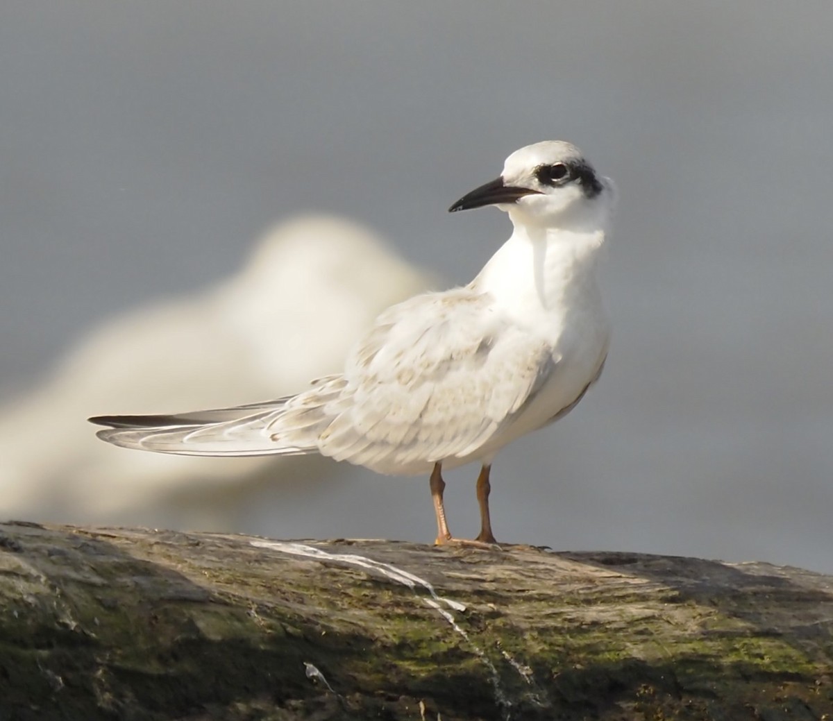 Forster's Tern - Warren Wolf