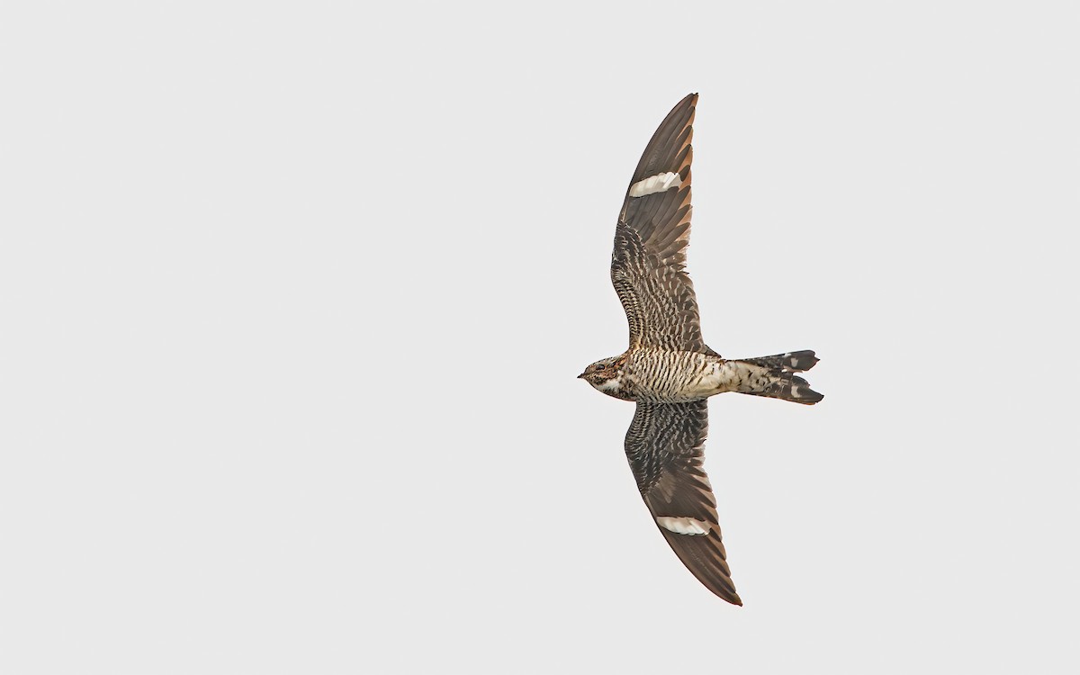 Common Nighthawk - ML608531561