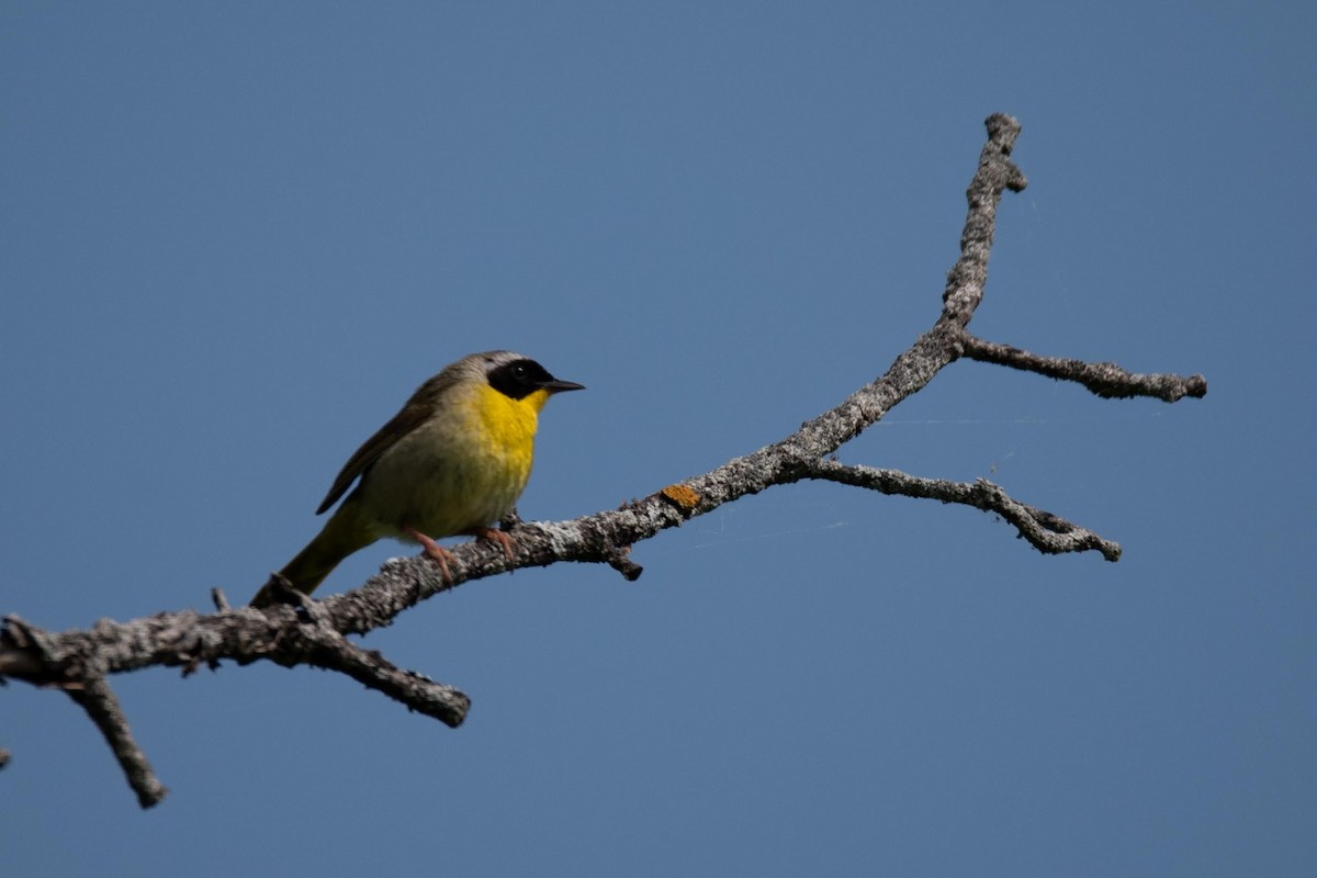 Common Yellowthroat - Luc Girard