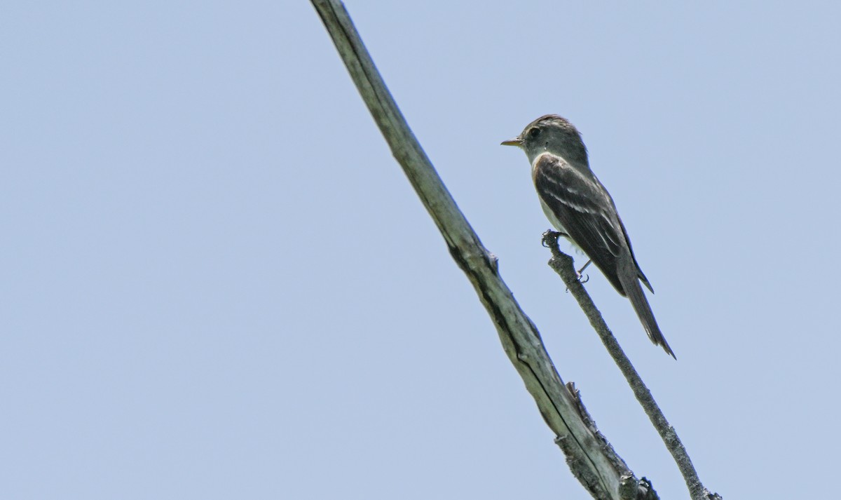 Eastern Wood-Pewee - Herb Marshall