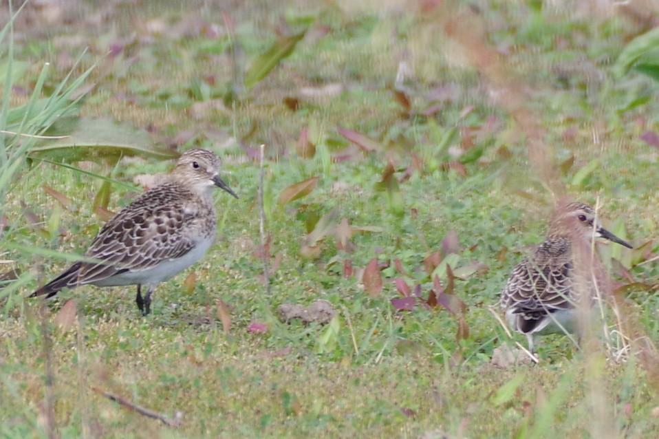 Least Sandpiper - ML608531606