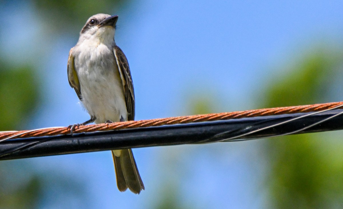 Gray Kingbird - ML608531613