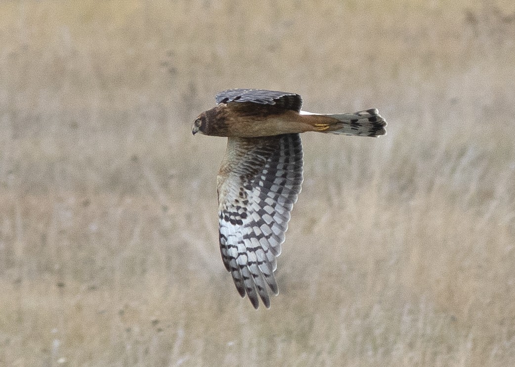 Northern Harrier - ML608531628