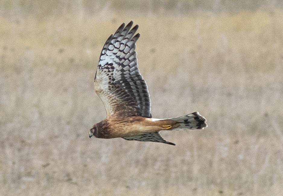 Northern Harrier - ML608531629