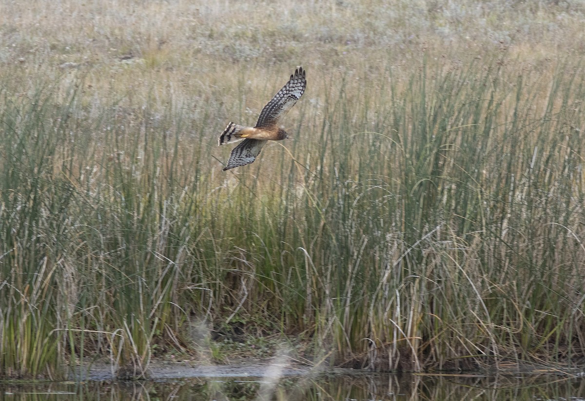 Northern Harrier - ML608531630