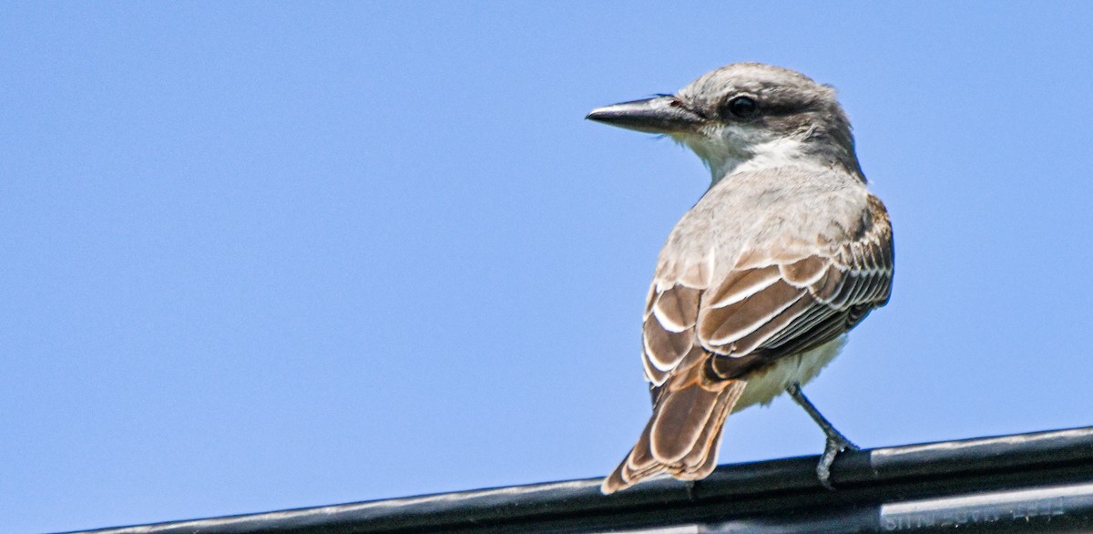 Gray Kingbird - ML608531662