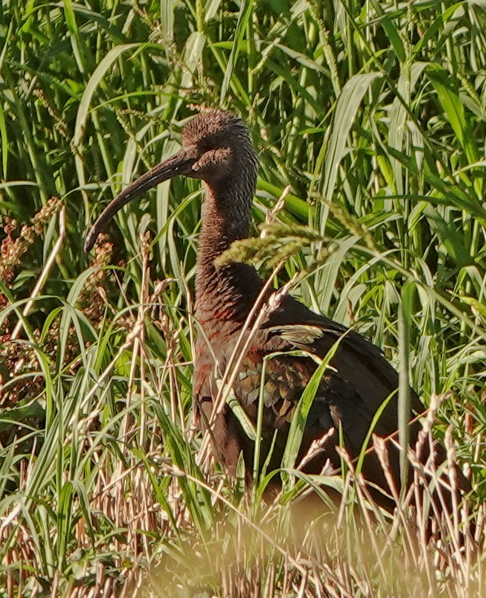 White-faced Ibis - ML608531700