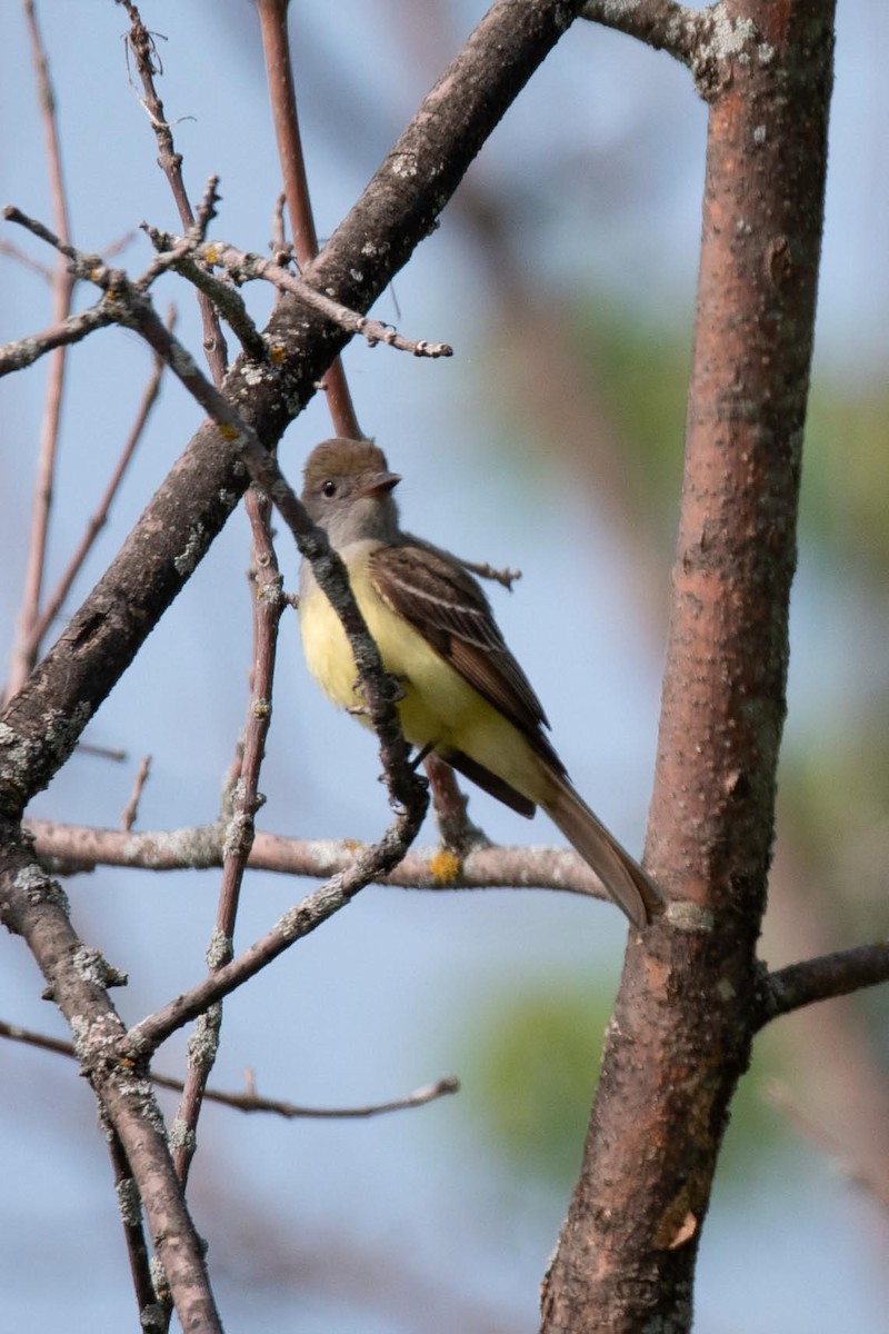 Great Crested Flycatcher - ML608531759