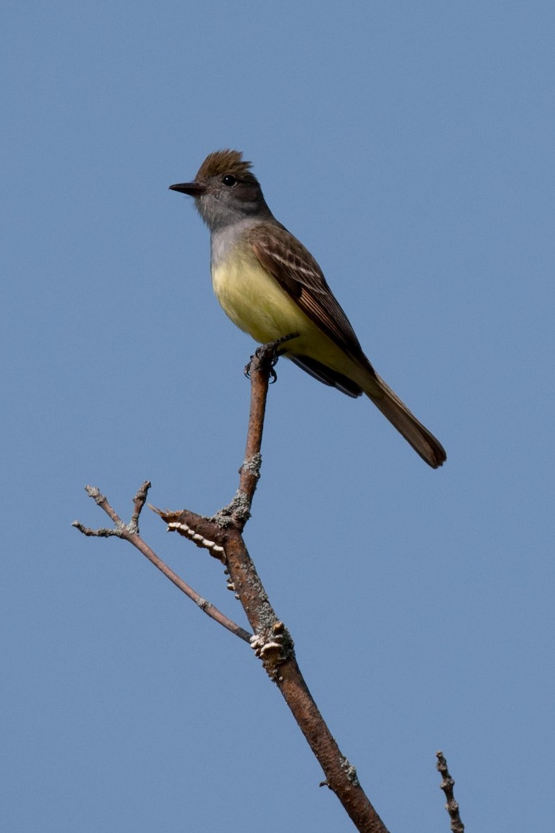 Great Crested Flycatcher - ML608531762