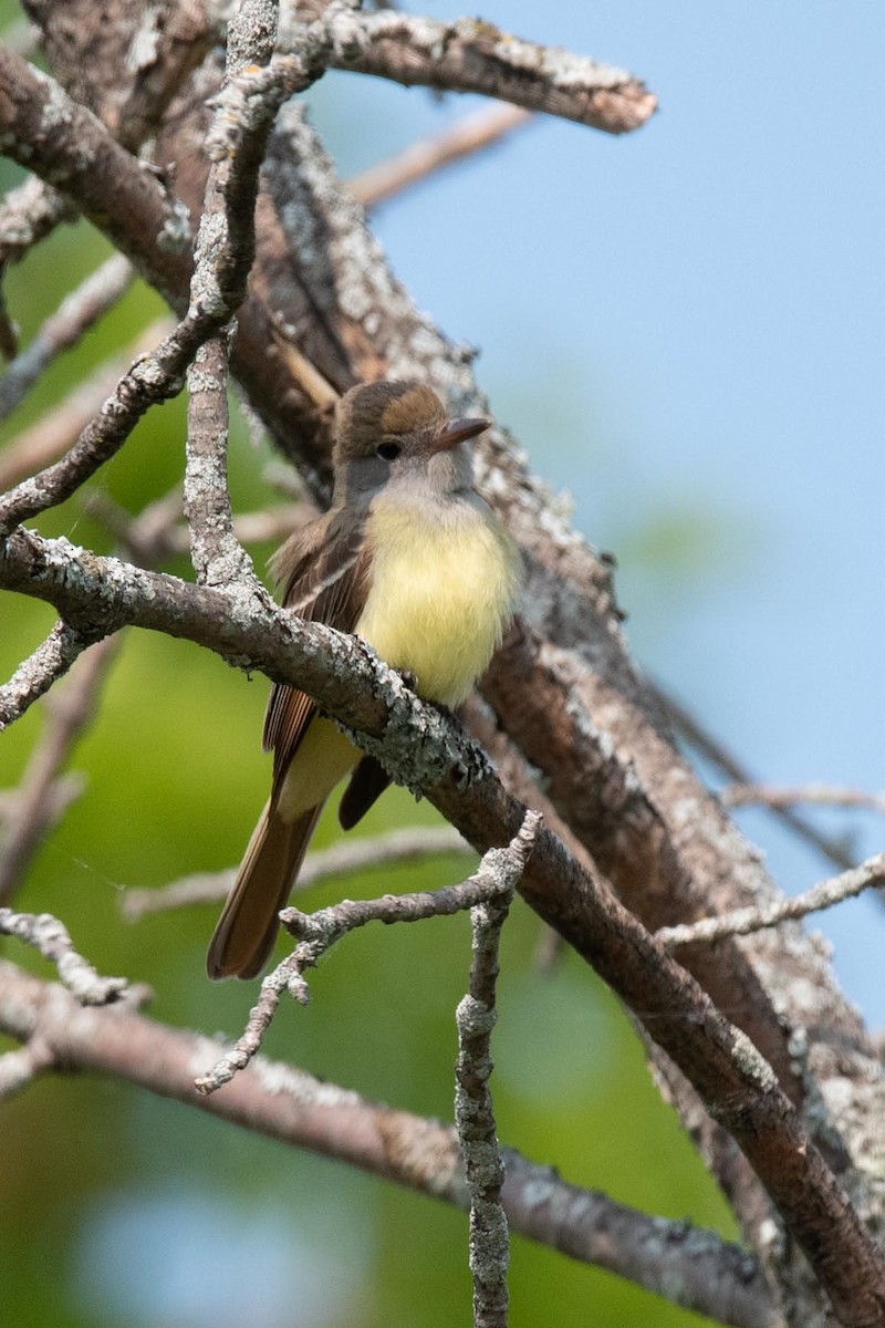 Great Crested Flycatcher - Luc Girard