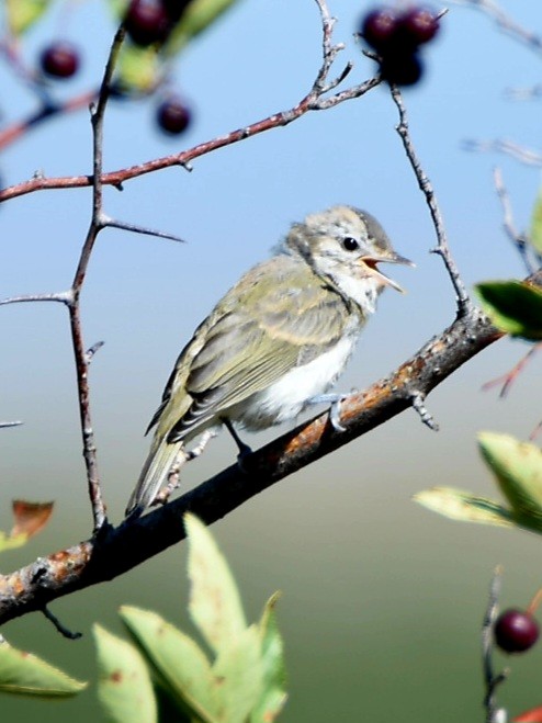 Warbling Vireo - Weston Smith