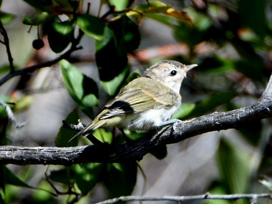 Warbling Vireo - Weston Smith