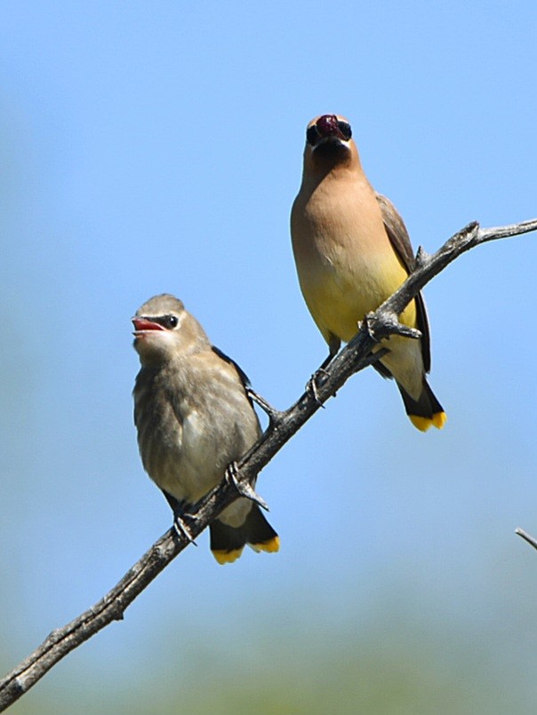 Cedar Waxwing - Weston Smith