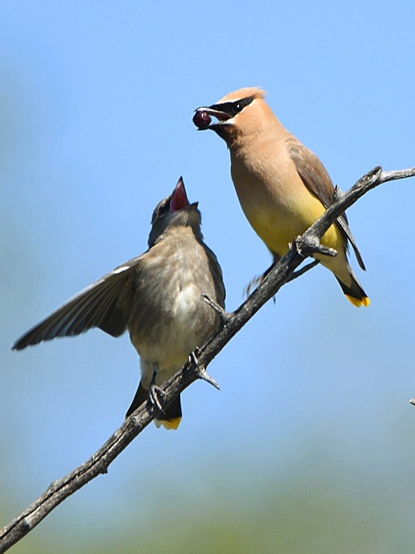 Cedar Waxwing - ML608531909