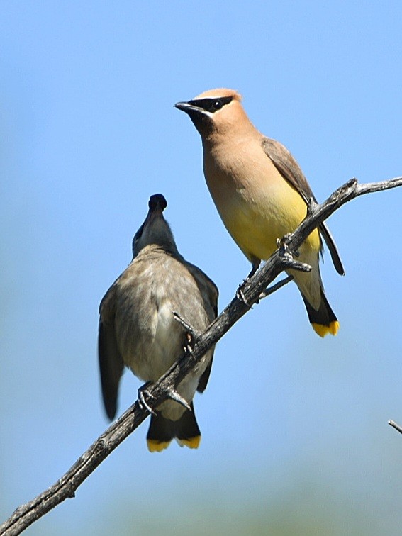 Cedar Waxwing - Weston Smith