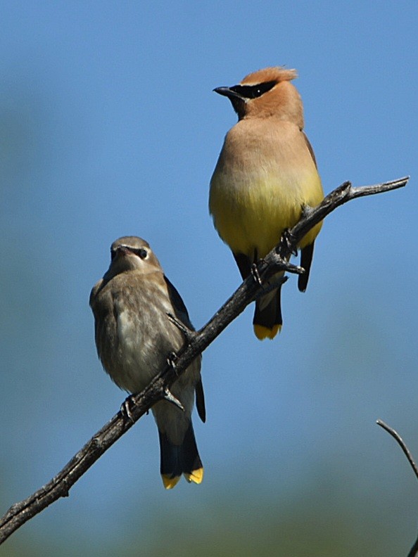 Cedar Waxwing - ML608531914