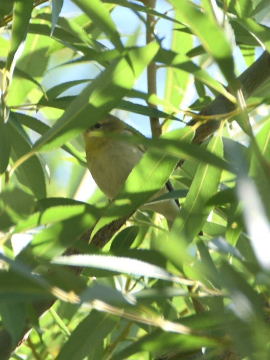 Tennessee Warbler - Weston Smith