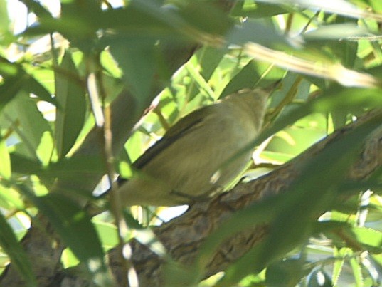 Tennessee Warbler - Weston Smith