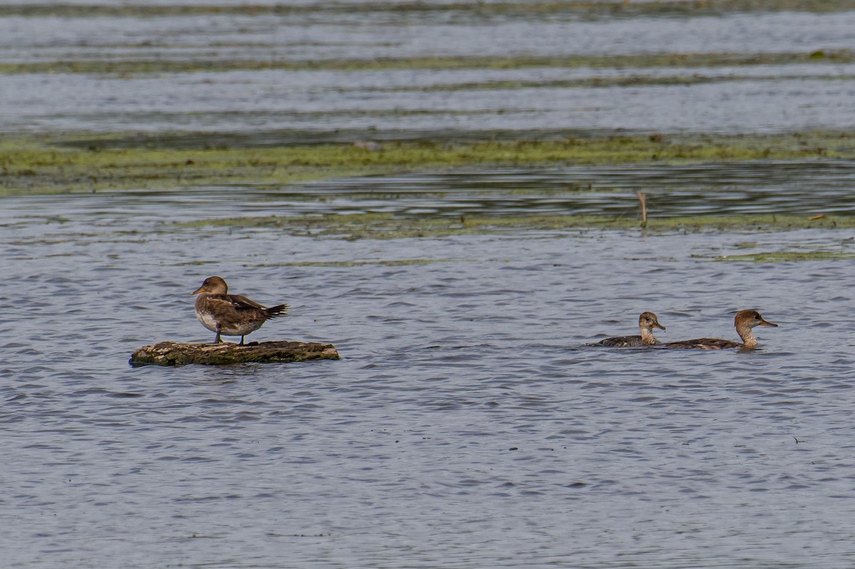 Hooded Merganser - ML608531980