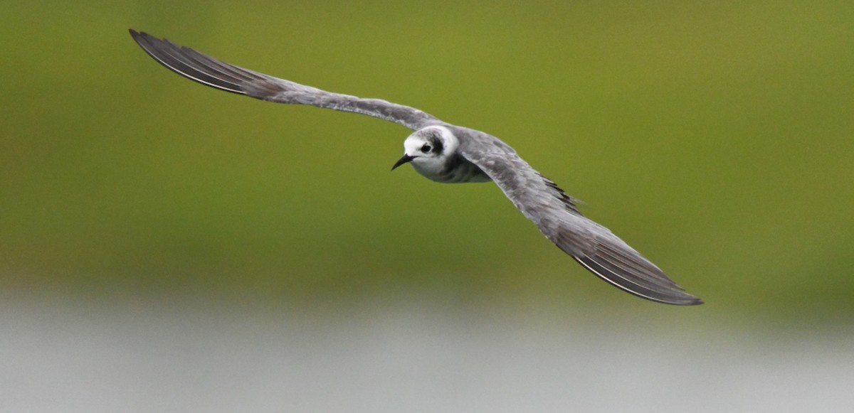 Black Tern - ML608532004