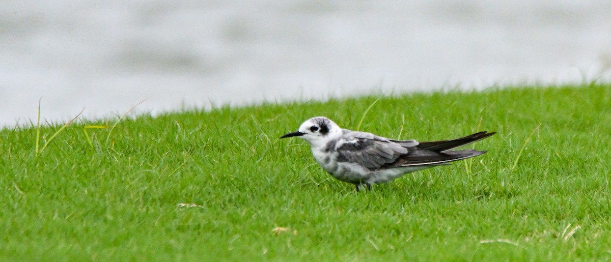 Black Tern - ML608532006